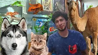 Animales Exoticos + Nuevo aspecto de mis Terrarios 