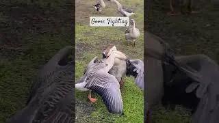 Chinese Goose Fighting