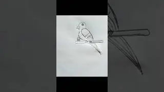 Easy Bird Draw #birds #birdsdrawing #drawing #easydrawing #pencildrawing #art #shorts