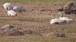 Flock of bar headed geese get alerted on spotting me at Bhatghar Dam, Maharashtra, India