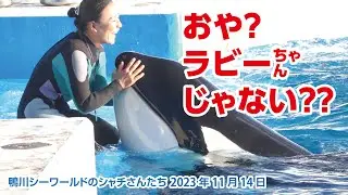 ラビーちゃんじゃない？珍しいカップリングですね〜【2023年11月14日】鴨川シーワールドのシャチさんたち