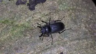 気分があがるアマミシカクワガタ　 stag beetle 奄美大島