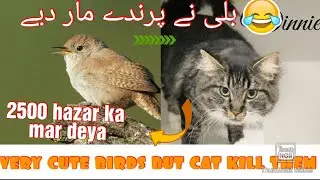 😓😓my fiart birds is cat attack them and kill then very sad 👄💔