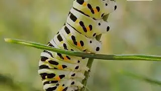 Atrimed Plant Science