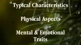 Aura Color Meanings -The Green Aura