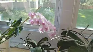 What's New? Updates on my Orchid Collection.