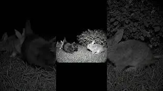 🐱🐇 Cute Kitten Tries to Befriend the Rabbits | Adorable AI Animal Moment