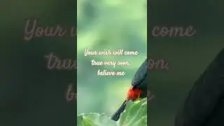 #birds #wildlife #desire #tofulfilladream #respect
