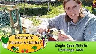 Single seed potato challenge 2021