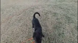 Stop focusing on obedience training