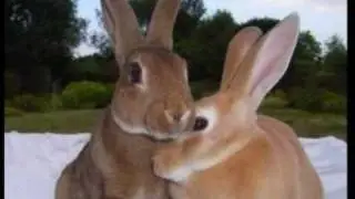 Coelhos Rex. Beleza &uacute;nica e pelagem de camur&ccedil;a!