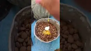 Alimenta&ccedil;&atilde;o Para Pitbull, Deixe seu Pitbull muito forte🐕❤️        #se inscreva no Canal❤️