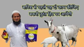 बारिश से पहले यह दो काम करे बकरी तुरंत हिट में आयेंगी