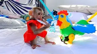 Cute baby monkey Julie.