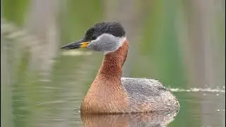 Red-necked grebe
