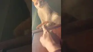 Codu&rsquo;s winter vlog #coduthecat #viral #catlife#catoftheday #catsgram #viral #yt #ytshorts #ytviral