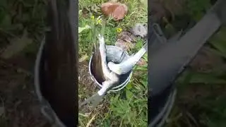 Самый большой улов