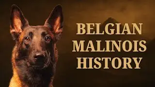 The Belgian Malinois: The Ferrari of the Dog World