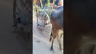 Travel Again ox cart #shorts