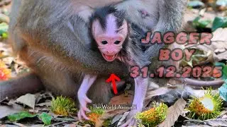 First Cry of Baby Monkey Jagger Born 31 December 2025 | The World Animals