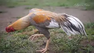 Golden gray Thai cock - yellow with white tail