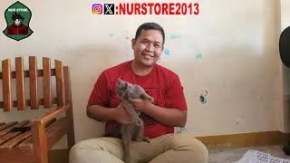 ALHAMDULILLAH TERIMA KASIH BAPAK SUDAH ADOPSI KUCING DI NUR STORE