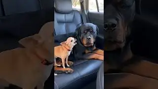 Chihuahuas can be very bossy