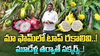 Dragon Fruit Planting | మా ఫామ్ లో టాప్ రకాలివి..! మూడేళ్ల తర్వాతే సక్కర్స్..! Tone Agri