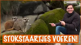 De stokstaartjes bezoeken | DierenpraatTV
