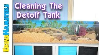 How I Clean The 