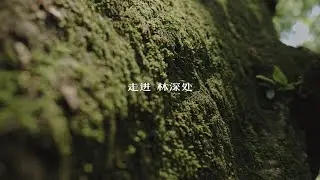 Moments from Hiking-- Cinematic Short Film by GH6