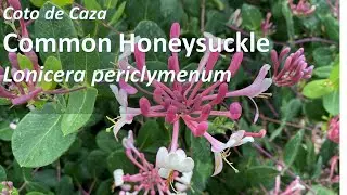 Жимолость европейская (Lonicera periclymenum), идентификация, советы по выращиванию, факты, Вудин, обыкновенный
