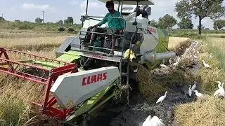 Combine Harvester cutting paddy | in deep mud | harvesting paddy