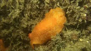 ダイダイウミウシ