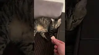 Когда решил приготовить кракена. Смотреть со звуком