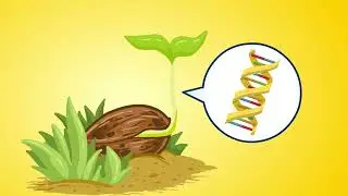 Pecan Life Cycle