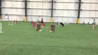 AKC Novice JWW class