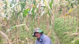 Farmer Picking Corn Leaves Traditionally #RuralAgriculture #TraditionalFarming
