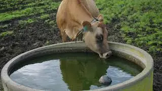 Solutrace Water Soluble Minerals for Cows | Agvance Nutrition