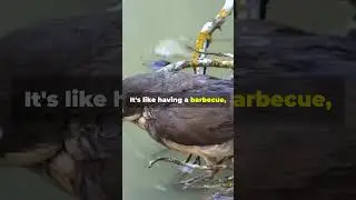This Bird Starts Fires on Purpose 🔥🦅 (Smartest Arsonist in Nature!)