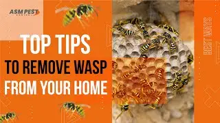 Tips for Wasp control and removal by ASM Pest Control