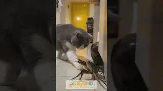 Chubby Cat Meets a Crab for the First Time - KITTENFUN ID