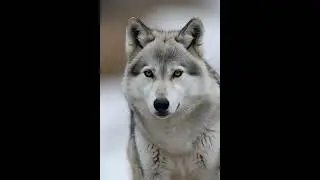 🇮🇹 &iexcl;Lobo Apenino: El animal rey de Italia! 🐺🔥