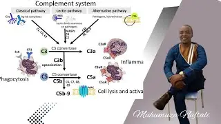 THE COMPLEMENT SYSTEM MADE EASY | Classical pathway| Alternative pathway-Immunology.