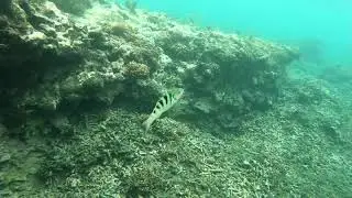 Attacker Fish
