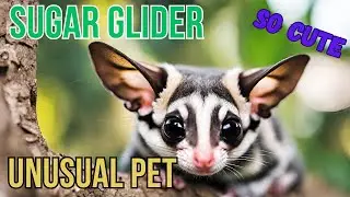 Sugar Gliders as Pets: Housing, Feeding, and Care Guide
