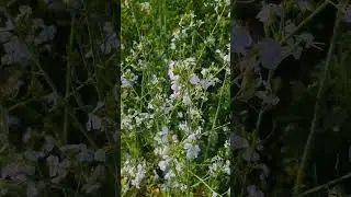 Nature~eternal bliss✨️