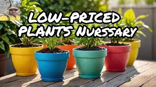 I Found the LOW-PRICED Plant Nursery in Karachi