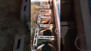 #giant oscar fish#fish farm #monster #fresh water #happy fish keeping 🐠&hearts;️, #subscribe/like#short🌟🌟🌟🌟