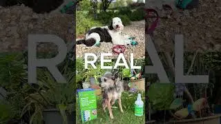 The Future of Pets: Innovative Products for 2025